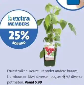 Intratuin Fruitstruiken aanbieding