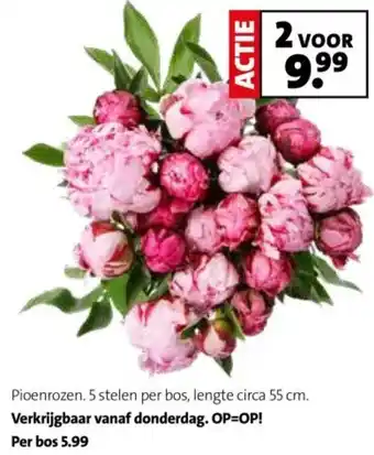 Intratuin Pioenrozen aanbieding