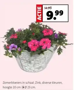 Intratuin Zomerbloeiers in schaal aanbieding