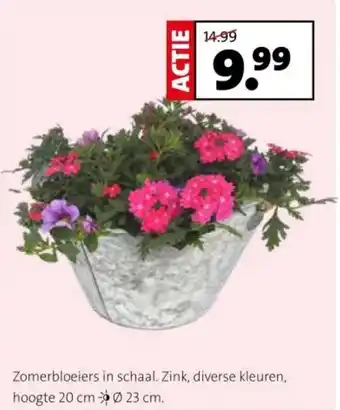 Intratuin Zomerbloeiers in schaal aanbieding