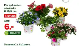 Welkoop Perkplanten stekmix Ø 10,5 cm aanbieding