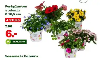Welkoop Perkplanten stekmix Ø 10,5 cm aanbieding