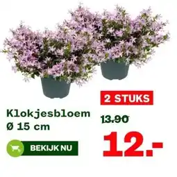Welkoop Klokjesbloem Ø 15 cm aanbieding
