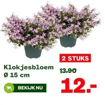 Welkoop Klokjesbloem Ø 15 cm aanbieding