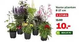 Welkoop Vaste planten Ø 17 cm aanbieding