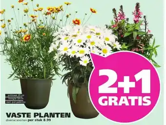 Ranzijn VASTE PLANTEN aanbieding