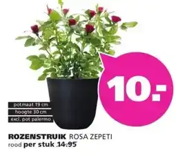Ranzijn ROZENSTRUIK ROSA ZEPETI aanbieding