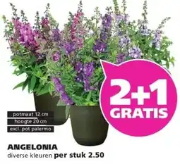 Ranzijn ANGELONIA aanbieding