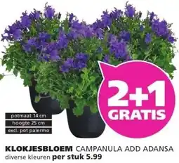 Ranzijn KLOKJESBLOEM CAMPANULA ADD ADANSA aanbieding
