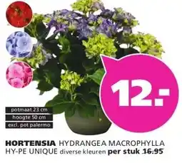 Ranzijn HORTENSIA HYDRANGEA MACROPHYLLA HY-PE UNIQUE aanbieding
