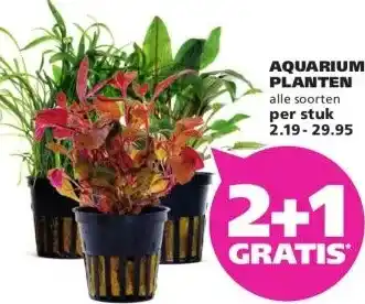 Ranzijn AQUARIUM- PLANTEN aanbieding