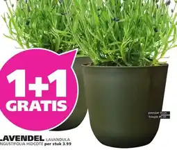 Ranzijn LAVENDEL LAVANDULA aanbieding