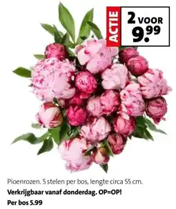 Intratuin Pioenrozen. 5 stelen per bos, lengte circa 55 cm. aanbieding