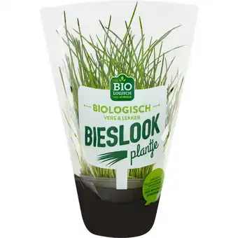 Jumbo BIO BIESLOOK POT aanbieding