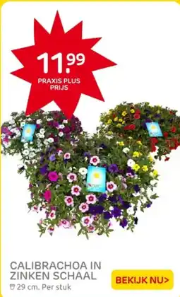 Praxis Calibrachoa in zinken schaal aanbieding