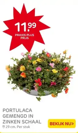 Praxis Portulaca gemengd in zinken schaal aanbieding