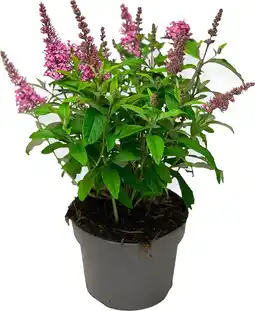 Intratuin Vlinderstruik (Buddleja davidii 'BC Little Pink') D 19 H 45 cm aanbieding