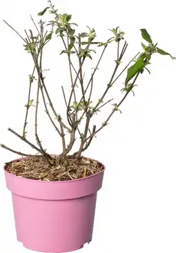 Intratuin Vlinderstruik (Buddleja davidii 'BC Little Pink') D 19 H 45 cm aanbieding