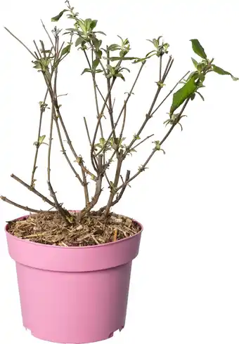 Intratuin Vlinderstruik (Buddleja davidii 'BC Little Pink') D 19 H 45 cm aanbieding