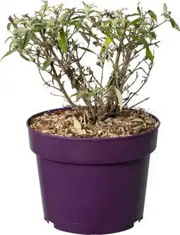 Intratuin Vlinderstruik (Buddleja davidii 'BC Little Purple') D 19 H 45 cm aanbieding
