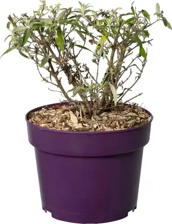 Intratuin Vlinderstruik (Buddleja davidii 'BC Little Purple') D 19 H 45 cm aanbieding