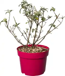 Intratuin Vlinderstruik (Buddleja davidii 'BC Little Ruby') D 19 H 45 cm aanbieding