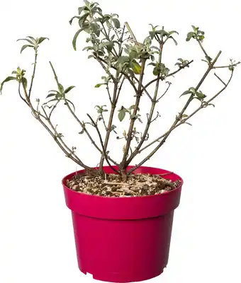 Intratuin Vlinderstruik (Buddleja davidii 'BC Little Ruby') D 19 H 45 cm aanbieding