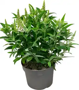 Intratuin Vlinderstruik (Buddleja davidii 'BC Little White') D 19 H 45 cm aanbieding