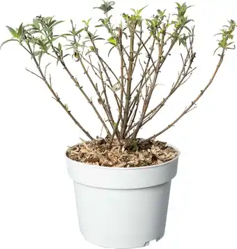 Intratuin Vlinderstruik (Buddleja davidii 'BC Little White') D 19 H 45 cm aanbieding