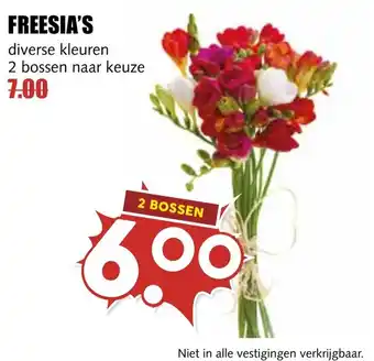 De Boerenschuur Freesia's aanbieding
