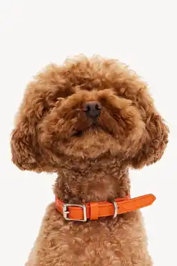 Pets Place Dogguo Heart Collar - Hondenhalsband - Oranje aanbieding