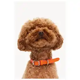 Pets Place Dogguo Heart Collar - Hondenhalsband - Oranje aanbieding