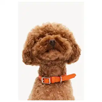Pets Place Dogguo Heart Collar - Hondenhalsband - Oranje aanbieding