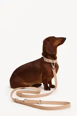 Pets Place Dogguo Zebra Leash - Hondenriem - Beige aanbieding