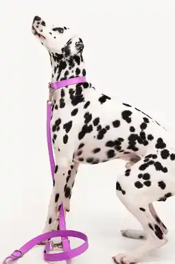 Pets Place Dogguo Zebra Leash - Hondenriem - Paars aanbieding