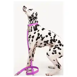 Pets Place Dogguo Zebra Leash - Hondenriem - Paars aanbieding