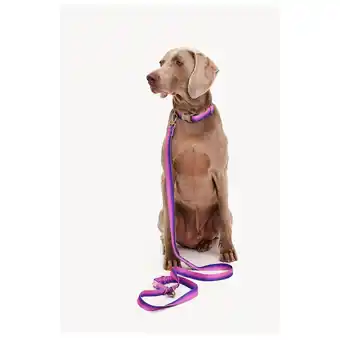 Pets Place Dogguo Gradient Leash - Hondenriem - 23 cm Paars Pink Voor Kleine Honden aanbieding