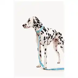 Pets Place Dogguo Leash - Hondenriem - 23 cm Blauw Zilver Voor Kleine Honden aanbieding