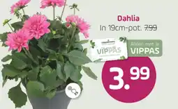 Coppelmans Dahlia aanbieding