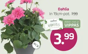 Coppelmans Dahlia aanbieding