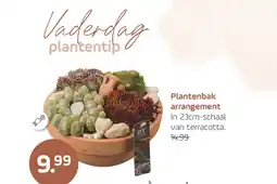 Coppelmans Plantenbak arrangement aanbieding