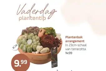 Coppelmans Plantenbak arrangement aanbieding
