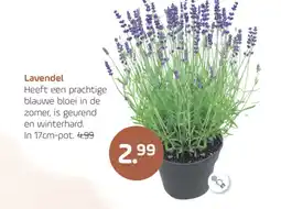 Coppelmans Lavendel aanbieding