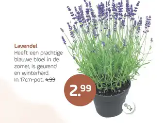 Coppelmans Lavendel aanbieding