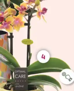 Coppelmans Phalaenopsis Mini aanbieding