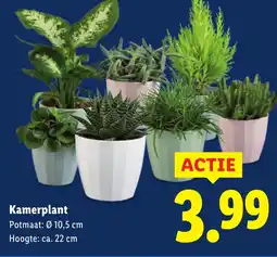 Lidl Kamerplant aanbieding