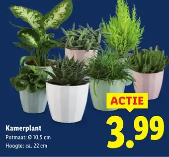 Lidl Kamerplant aanbieding