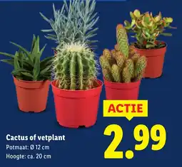 Lidl Cactus of vetplant aanbieding