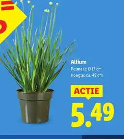 Lidl Allium aanbieding