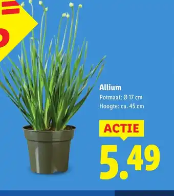 Lidl Allium aanbieding